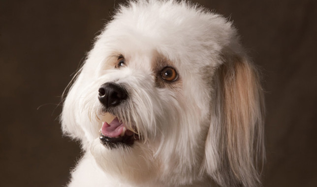 Hipoallergén kutyafajták - Coton de Tuléar