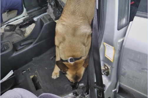 Renike, a kábítószerkereső kutya munka közben