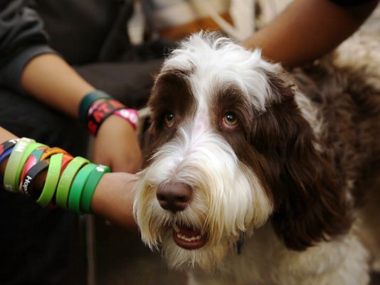 A minden helyzetben kiegyensúlyozott kutya