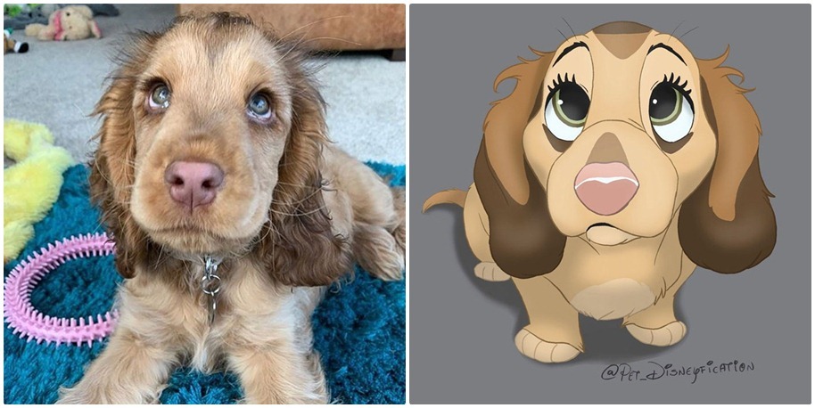 Pet Disneyfication 2