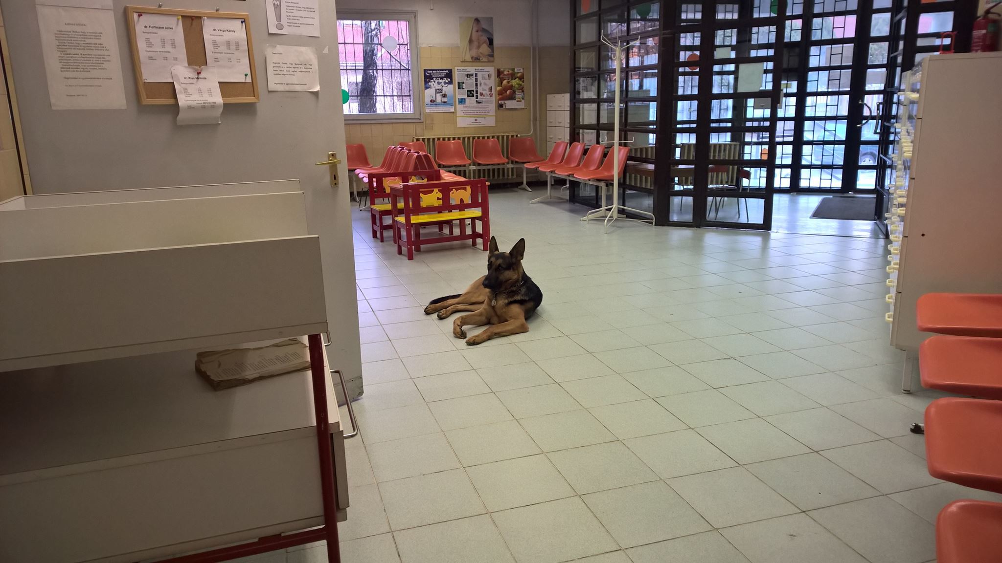 Rex, a németjuhász a gyerekorvosi rendelő várójában