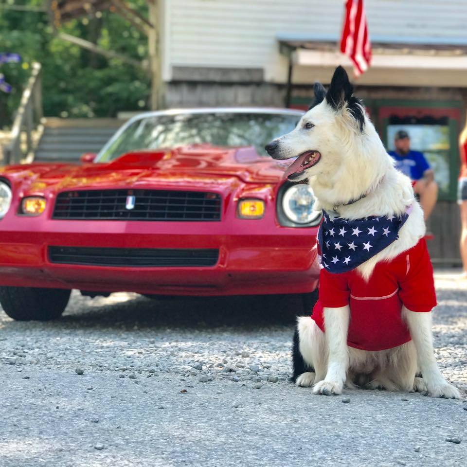 Lady, a border collie lett a város egyik nagykövete