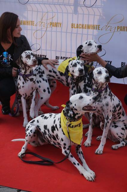 A Dalmata Mentéssel is találkozhattok!