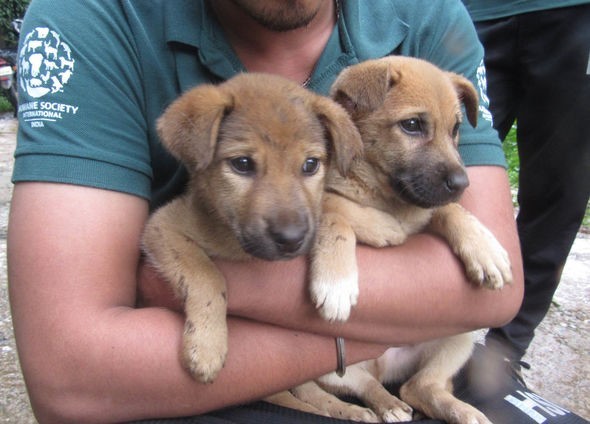 A két kölyök, Eva és Walley élete már csak perceken múlt - szerencsére időben érkezett a segítség