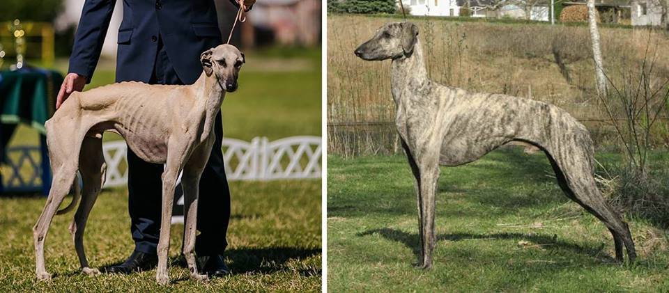 A kiállításon díjazott csontsovány arab agár és egy egészséges arab agár képe