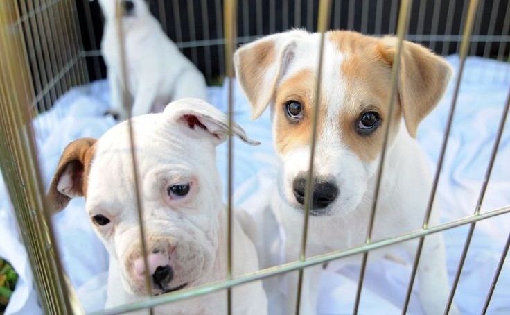 A kisállatboltokban csak az édes kölyköket látni, a felnőtt kutyák szenvedését nem