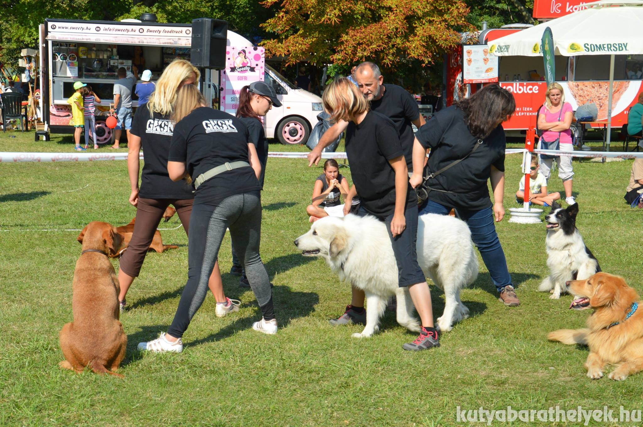 Idén is tart bemutatót a Gödöllői Kutyasport Központ