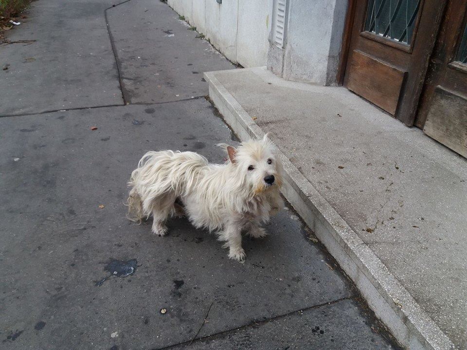 A kóbor wetsiet is a chip segítette a hazajutásban