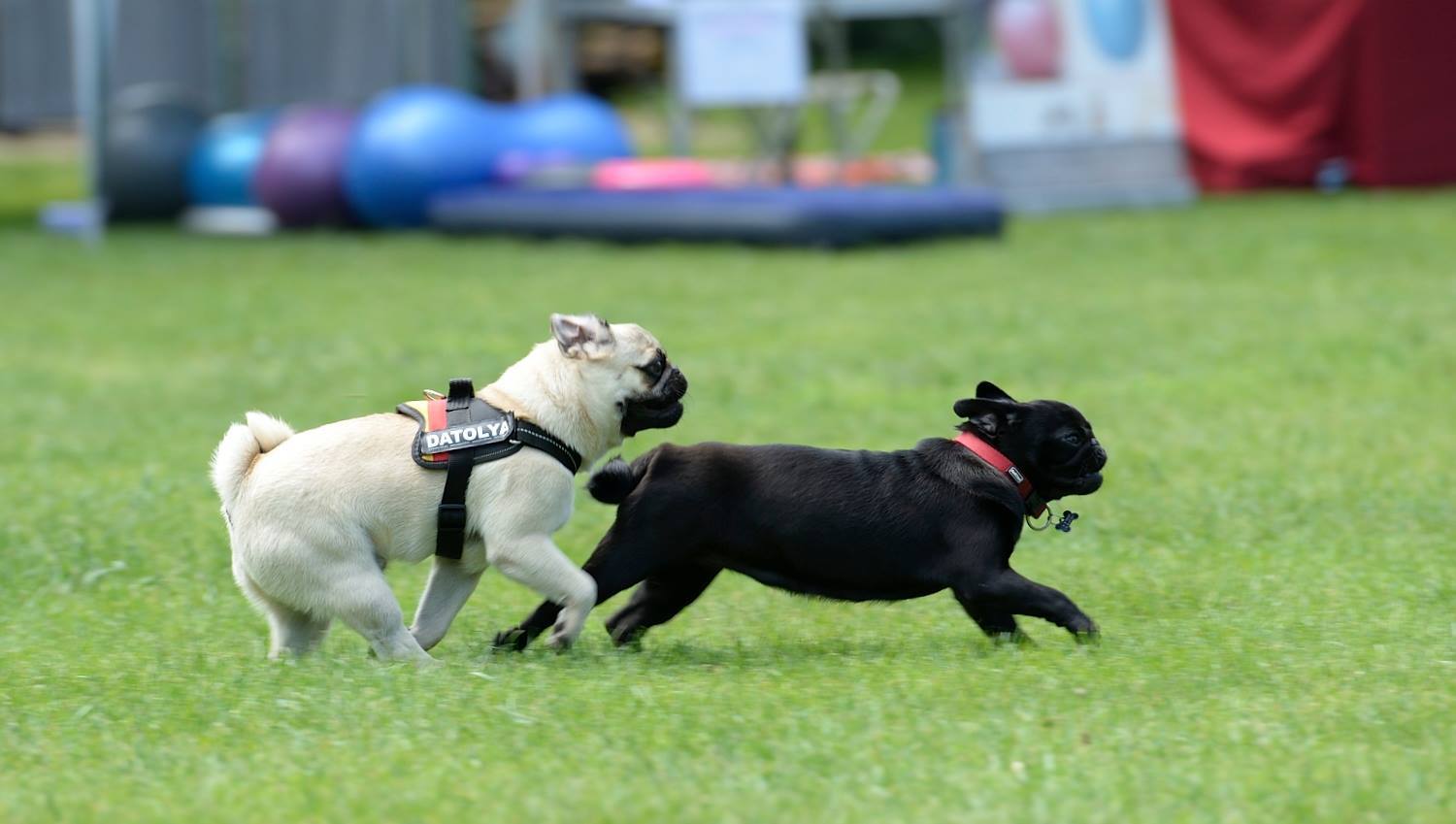 A mopszok színe-java eljött