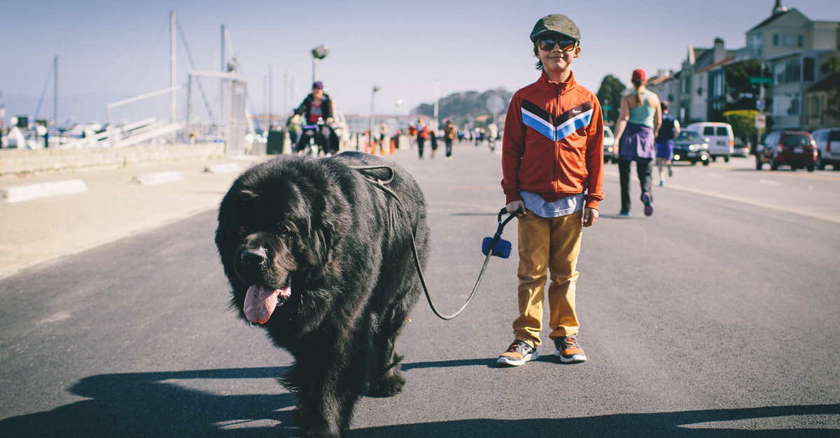 Milyen lehet az élet egy nagytestű kutyával?