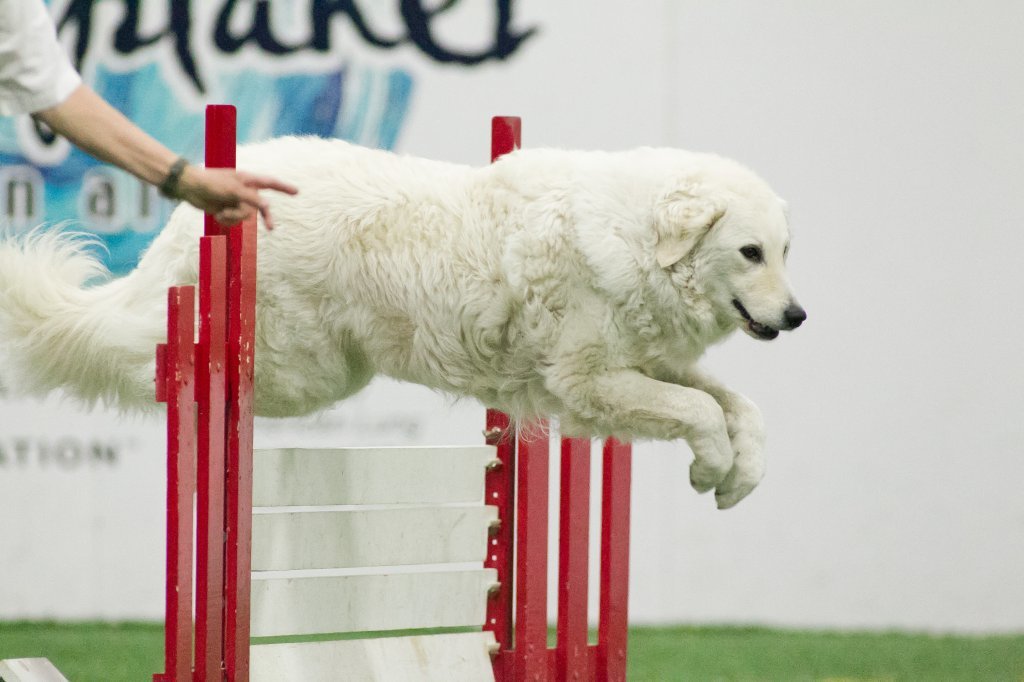 A kuvasznak mára már új szerepe van, új feladatokat is kell találni számára