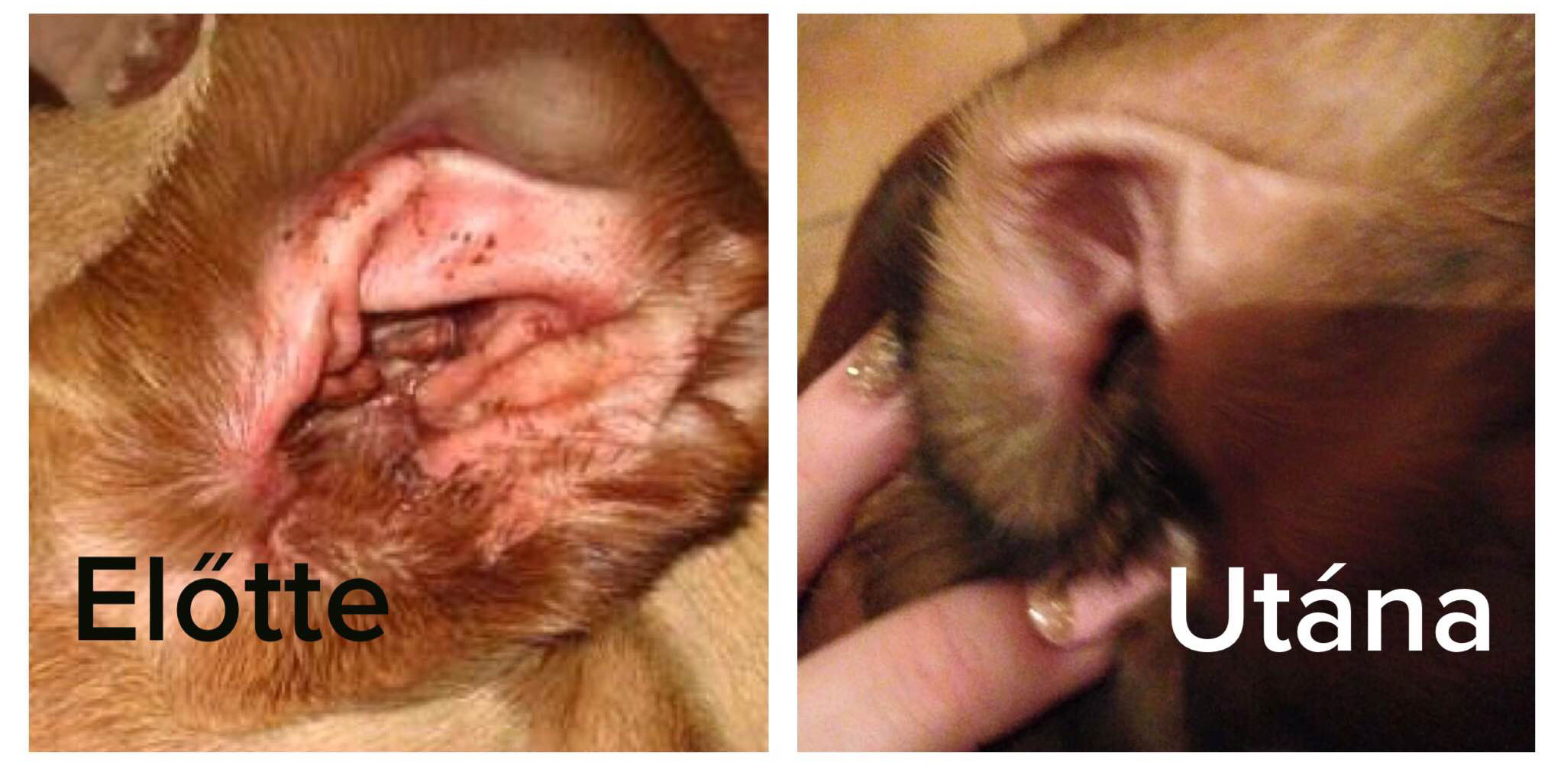 A boxer fülgyulladása is hamar elmúlt