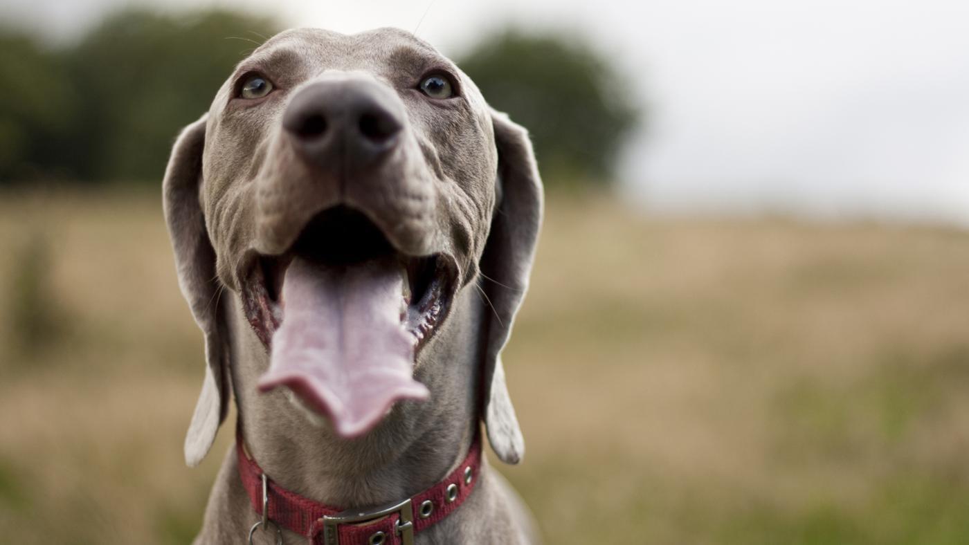 Ha a kutya lihegése eltér a normálistól, feszültségre is gyanakodhatunk