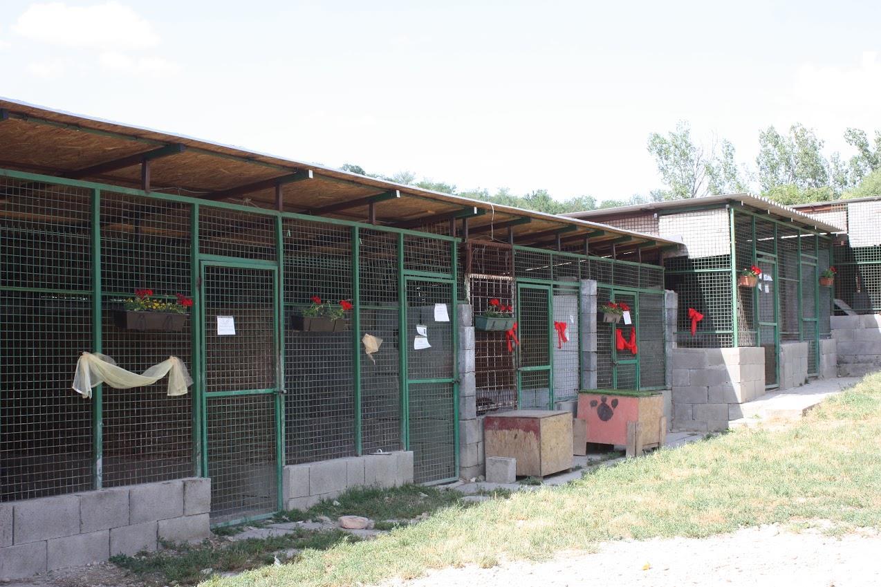 Ünnepi köntösbe öltözött a Pomázi Kutyamenhely