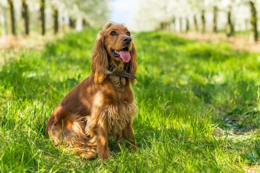 Kutyafajták extrovertáltaknak - Angol cocker spániel