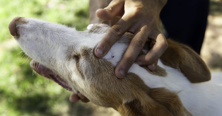 A kutya bundája elrejti a kullancsot: vizsgáljuk át kedvencünket alaposan!