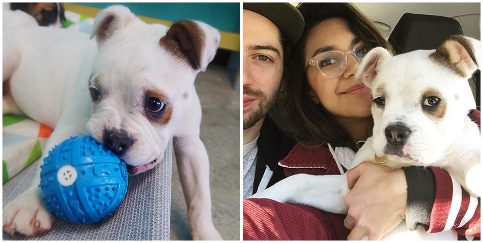 Snorlax, a mentett kölyök a kutyakávézóban és új gazdáival