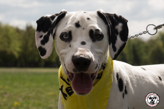 Dalmata Találkozó 2017 - Benett gazdikereső!