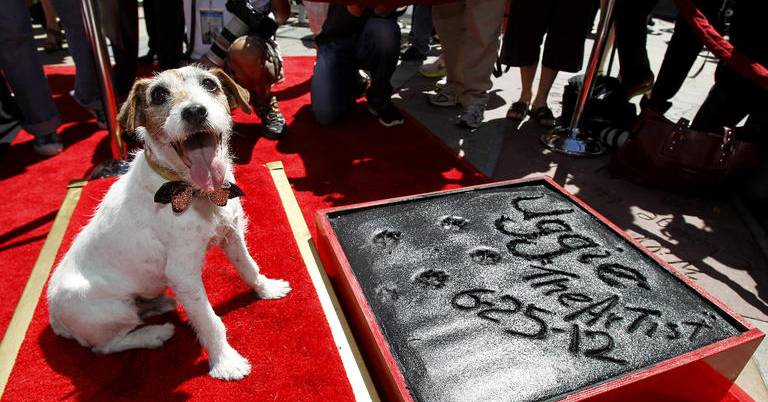 Uggie, A némafilmes kutyasztárja