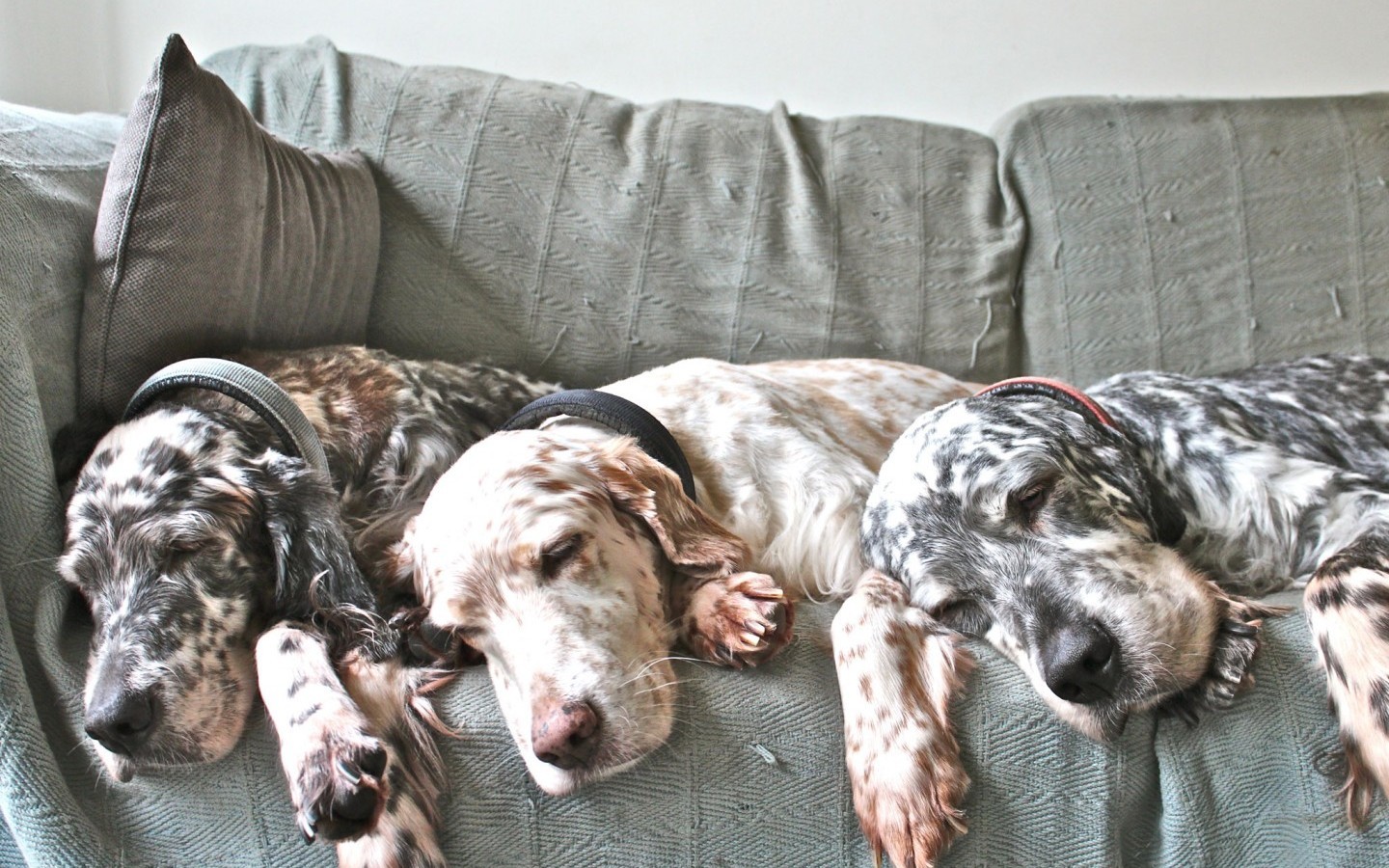 Idilli állapot - de mindig békések lesznek a kutyák?