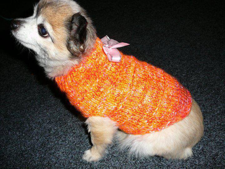 A csivava mentés is kap kutyapulcsikat