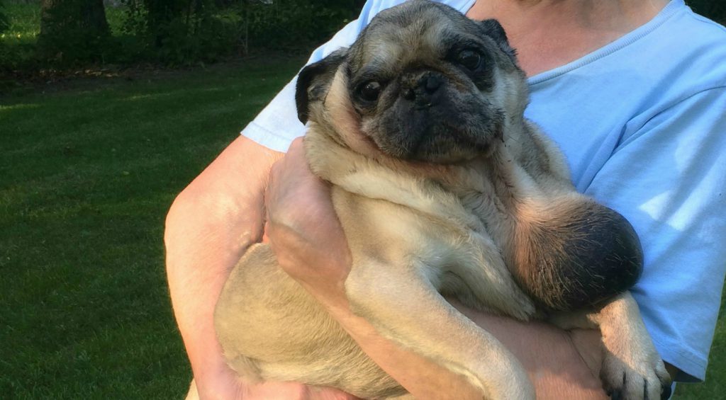 Lipoma kutyáknál - méretes zsírdaganat a mopsz mellkasán