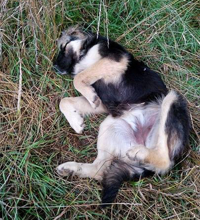 Kölyök kutya, aki anyjával és testvéreivel kóborol