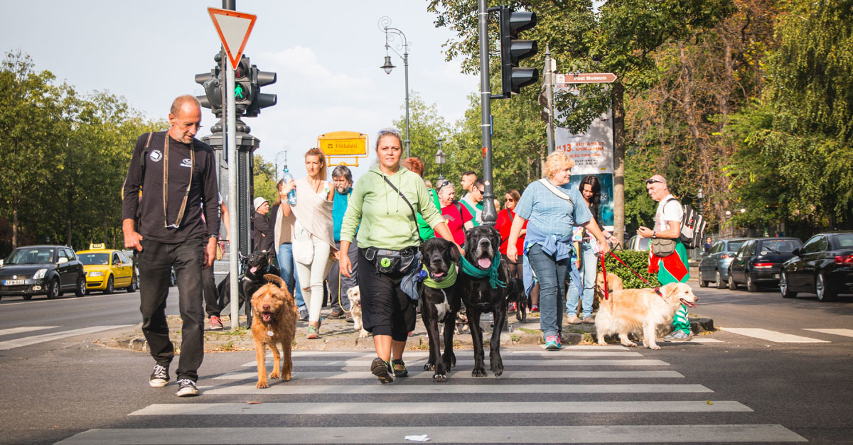 Kutyások a városligeti kutyázásért Kutyások a városligeti kutyázásért