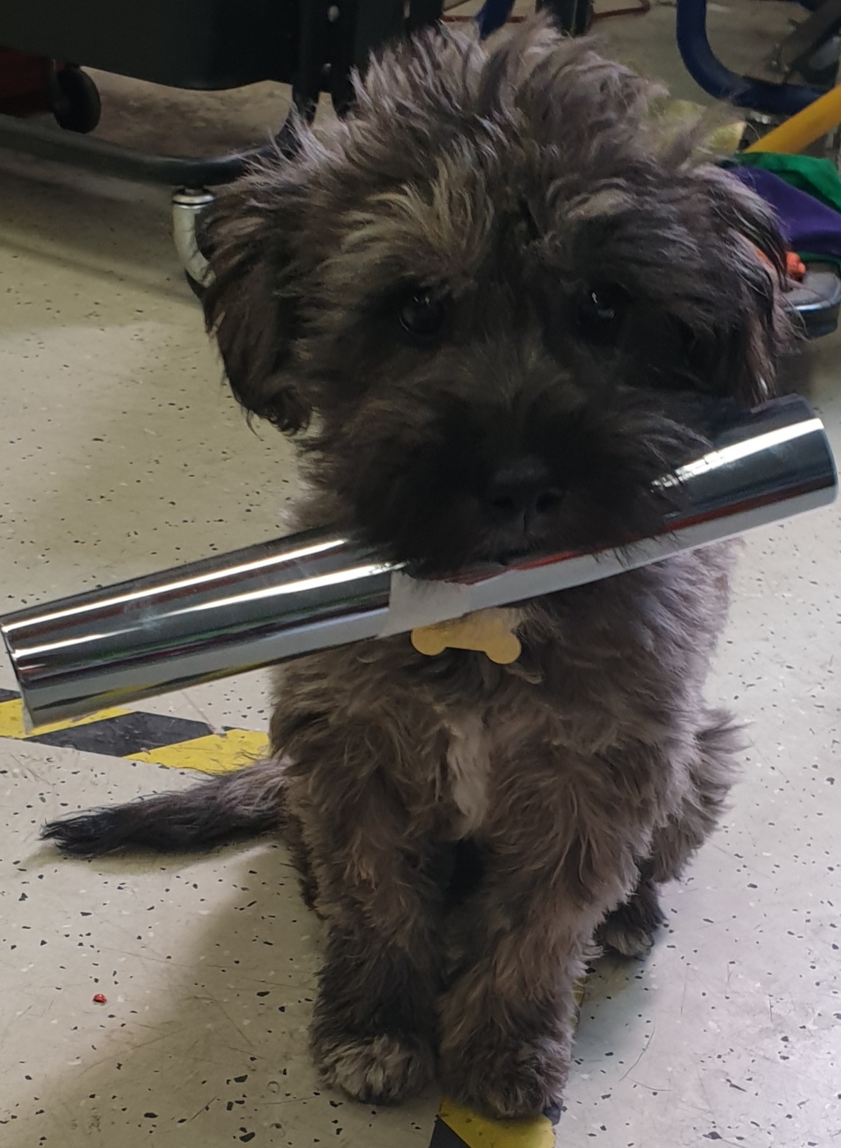 Kutyabarát Fóliadealer Kft - Müzli kutya