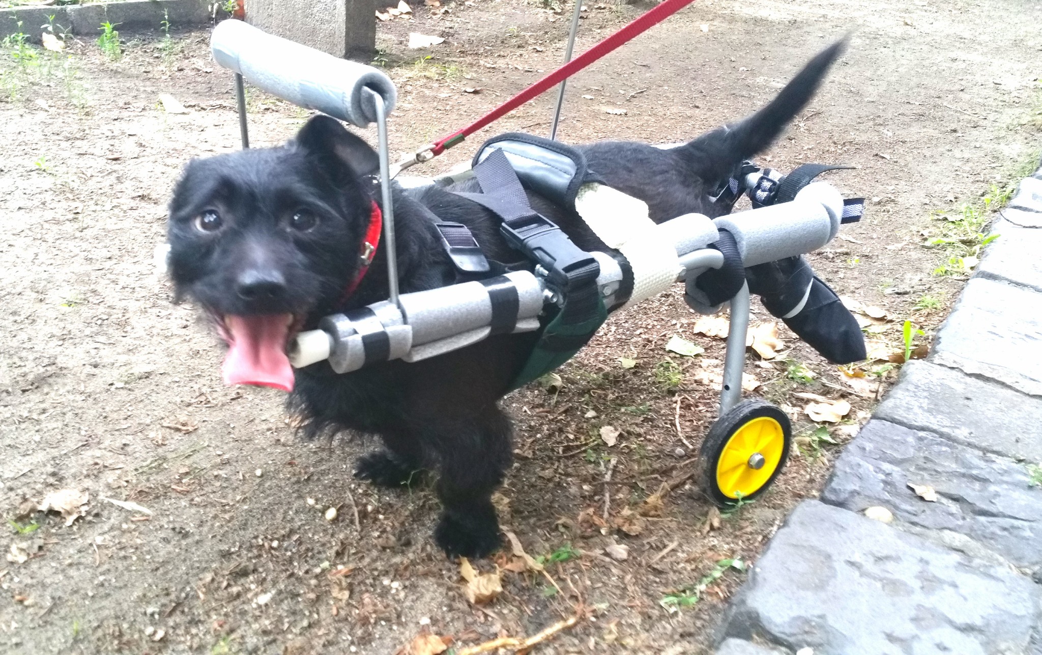 Masni, aki új esélyt kapott