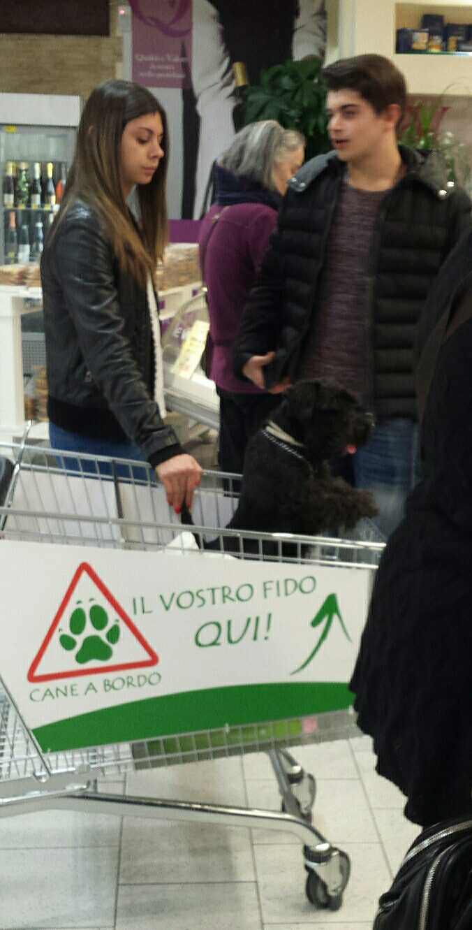 A kutyák kíváncsian nézelődnek a bevásárlókocsiból 