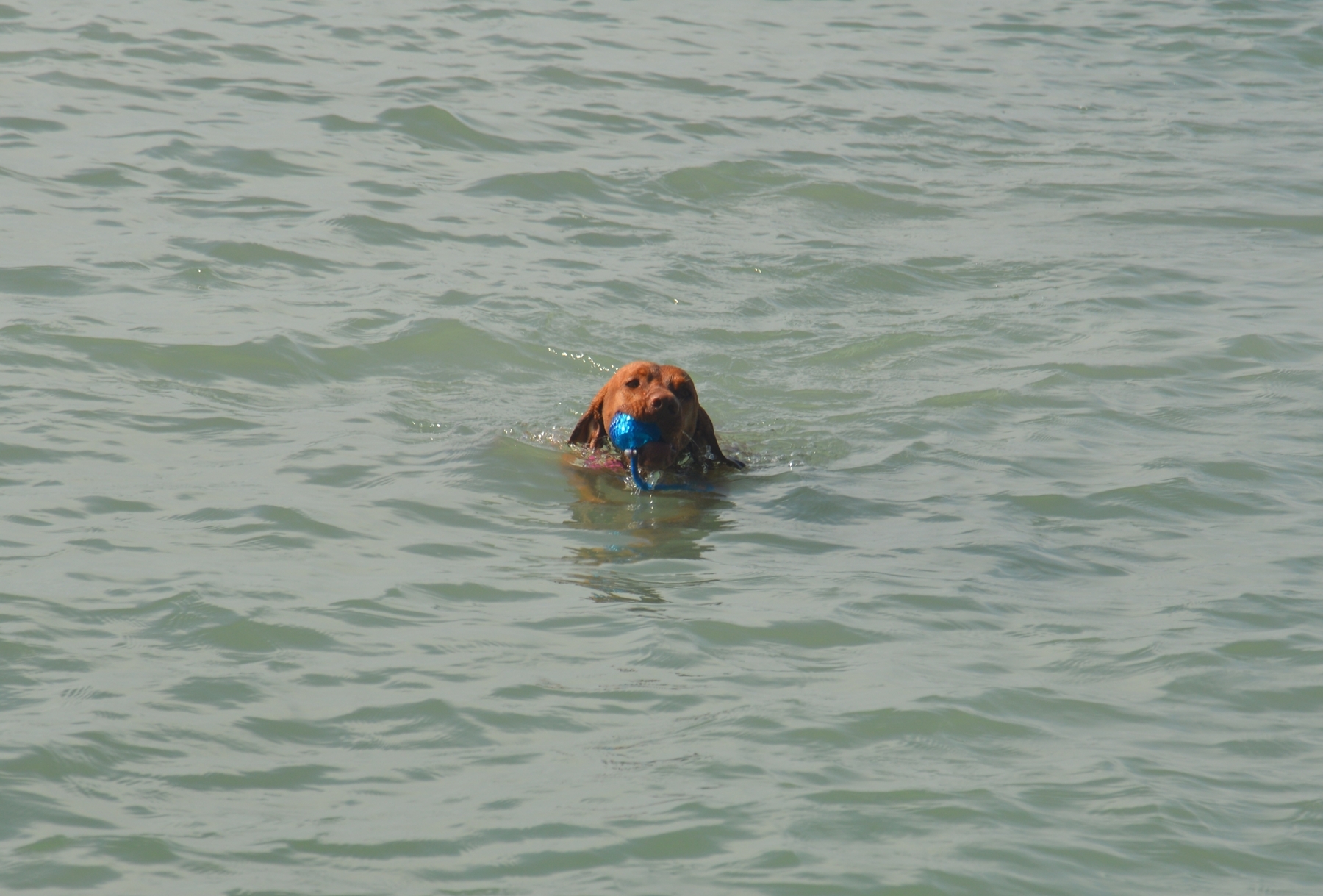 Vizsla úszik a Balatonban