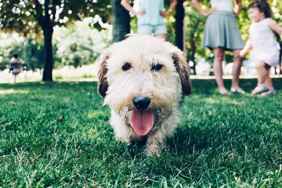 Jó hangulatban telt az első két közös kutyaséta