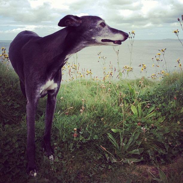 Walnut már 18 éves volt