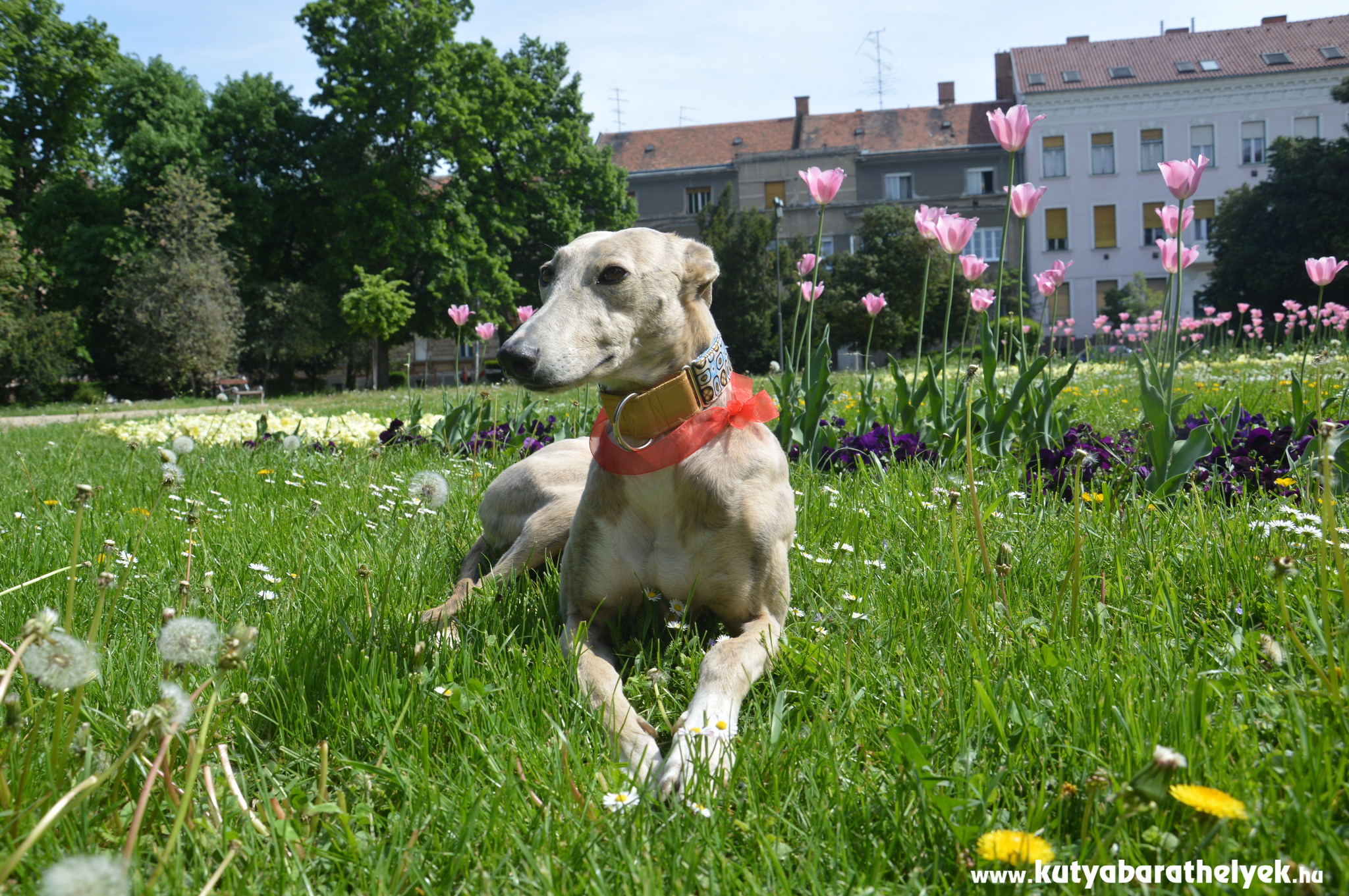 Kála, a kutyabarathelyek.hu örökbefogadott agara