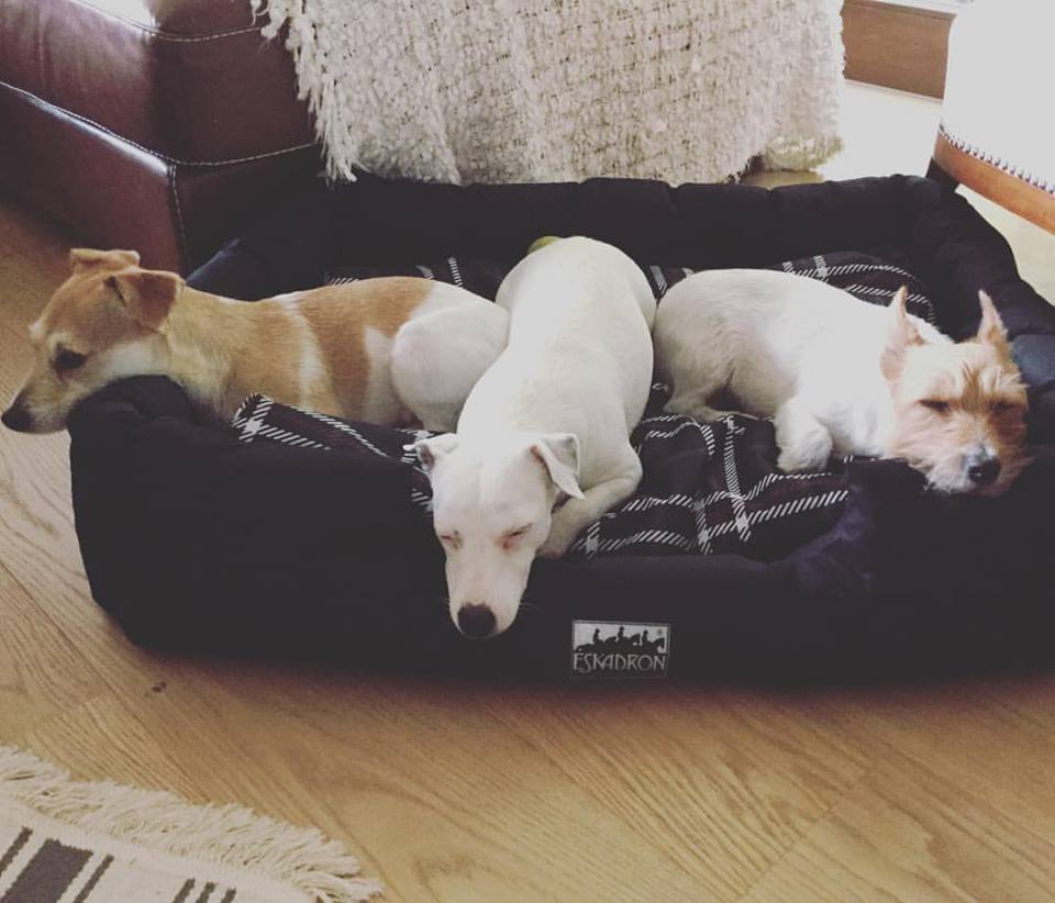 Kényelmes kutyaágy az Eskardontól