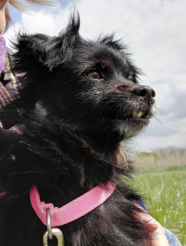 Picúr, a keverék kislány