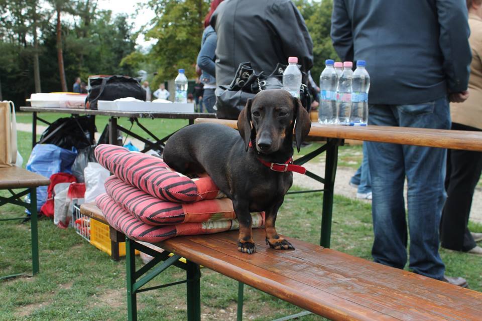 A tacskó találkozón is fontos szempont volt a kényelem