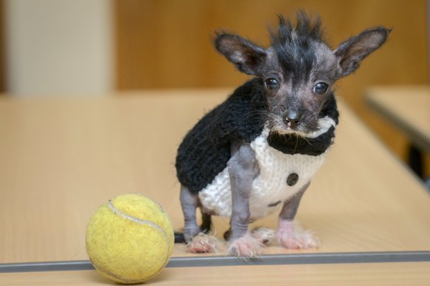 Az apró, törékeny test melegen tartásához szükség van a kutyaruhákra