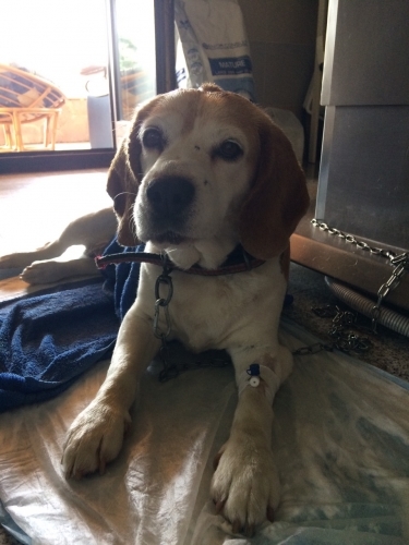 Megmentették az életét a balatonalmádi rendőrök annak az otthonról elkóborolt kutyának, aki a hőségben hőgutát kapott