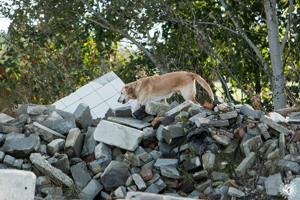 Kira romkutatás közben - IRO Mentőkutya VB 2015
