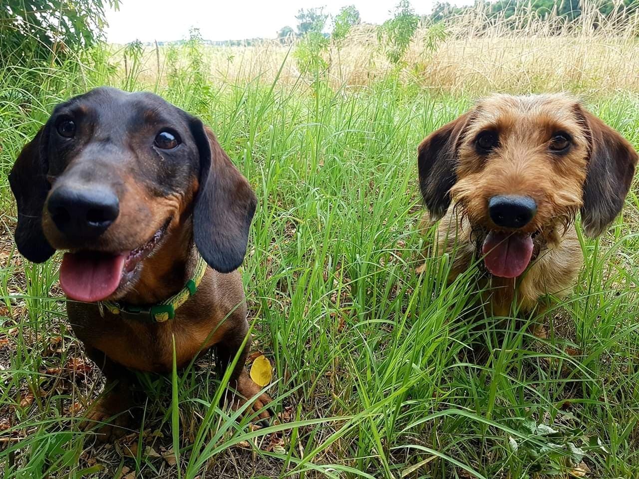 Nem mindegy, kire bízzuk kedvenceinket