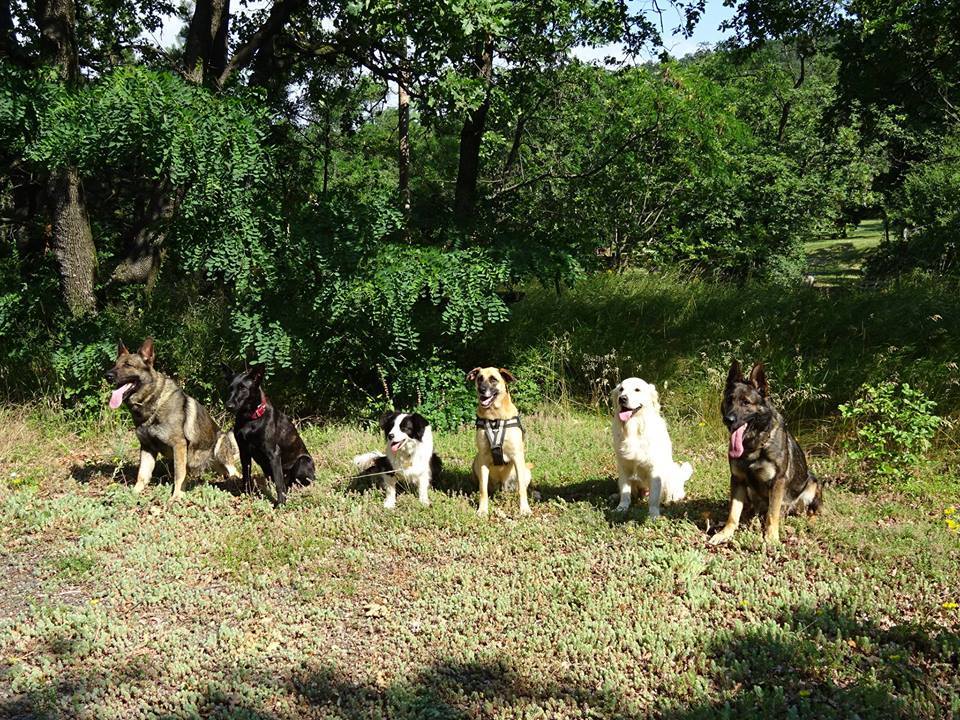 A rengeteg izgalmas program között bemutatók is szerepelnek: a Mecsek Mentőkutyás Egyesület fantasztikus kutyáit is láthatjátok munka közben
