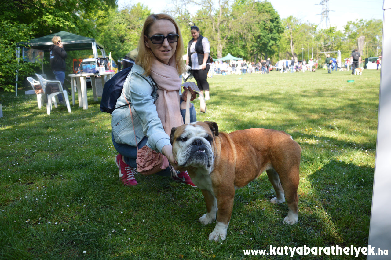 A bulldogok színe-java eljött