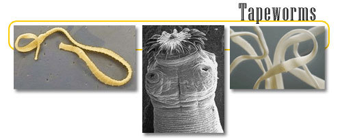 Horgasfejű galandféreg