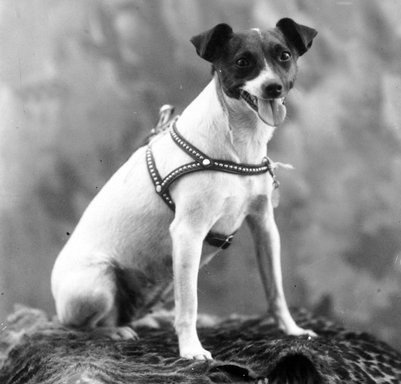 Titina, az első kutya az Északi-sark egén