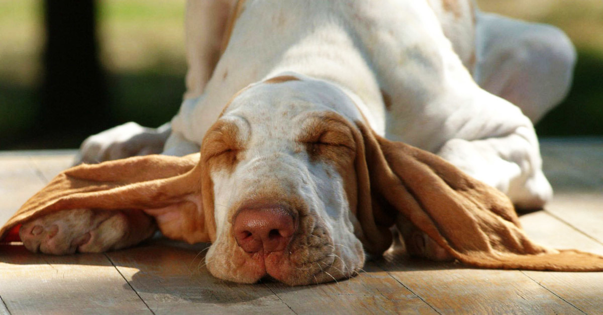 Alvó kutyákat vizsgáltak a kutatók