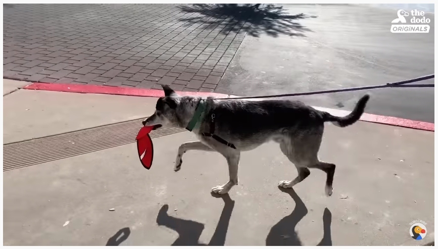 Boldogan sétál a 19 éves kutya