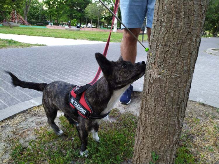 A tanulást az érintőpálcás klikker is segíti - minden kutyánál más technika válik be