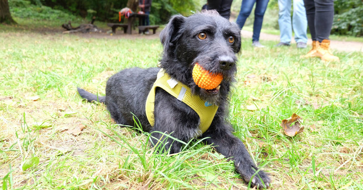 Kutyaséta az árva állatokért - így segítettek a kutyabarátok